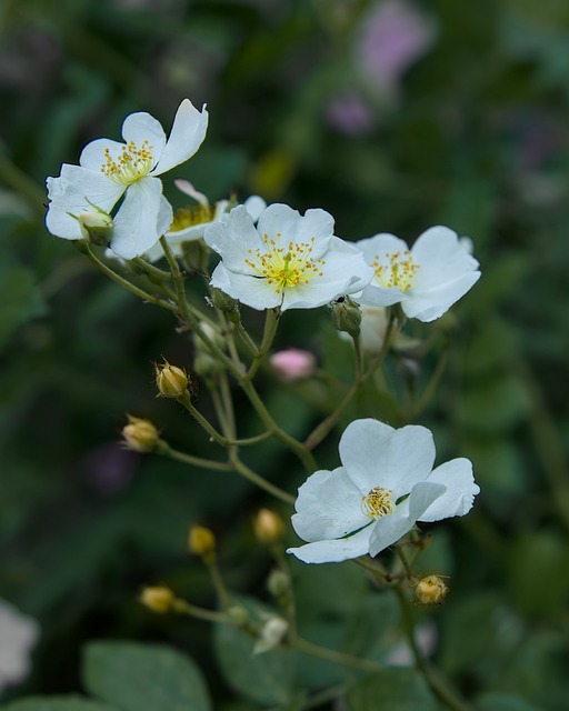 Free Blossom Bloom photo and picture
