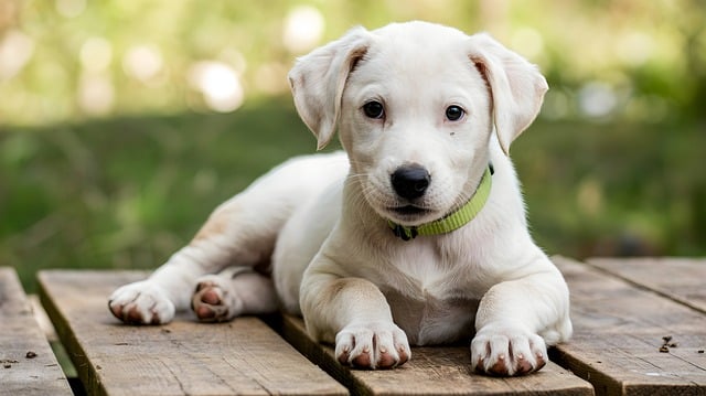 Free ai generated puppy dog illustration