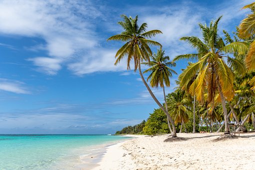 Free Beach Palm Trees photo and picture