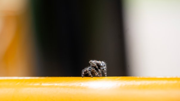 Free Spider Natural photo and picture