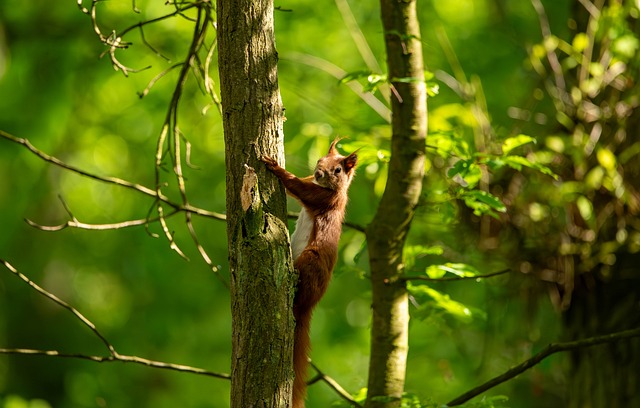 Free Squirrel Nature photo and picture