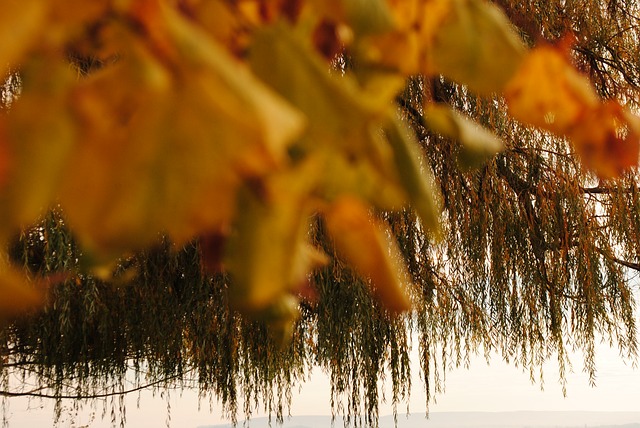 Free Trees Nature photo and picture