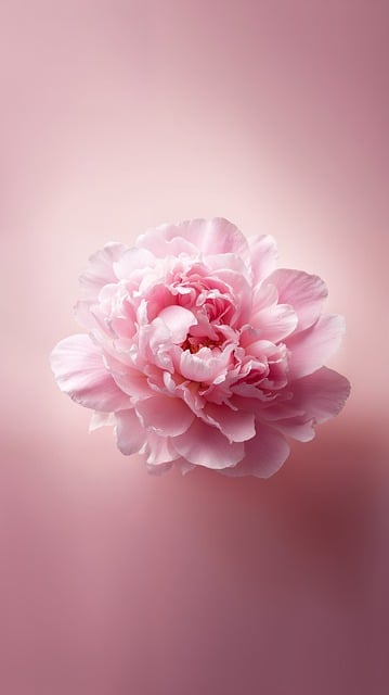 ดอกโบตั๋น, อ่อนโยน, สีชมพู, กลีบ