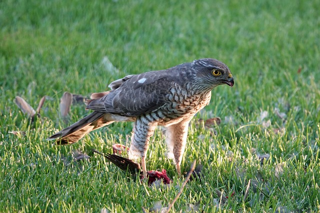 Free Hawk Bird Of Prey photo and picture