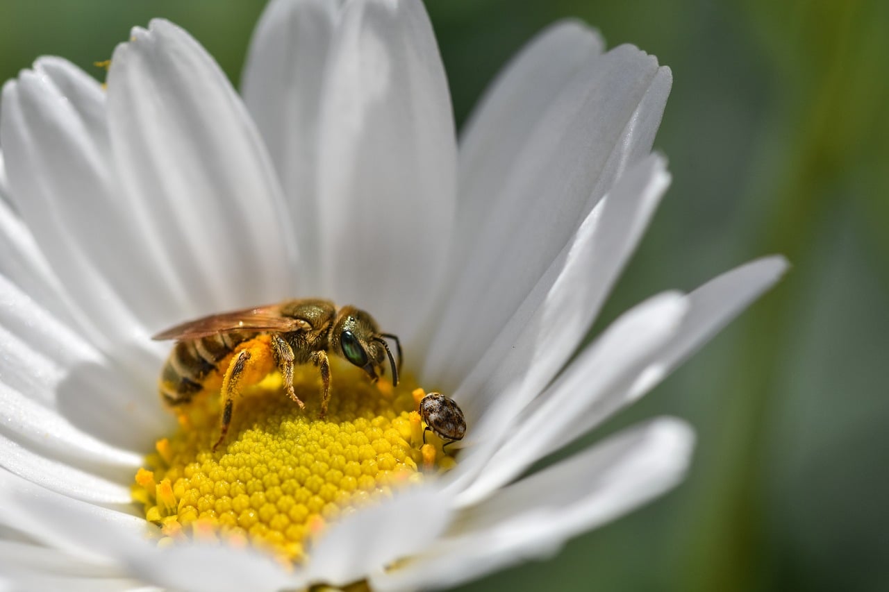 Bee Insect Nature - Free photo on Pixabay