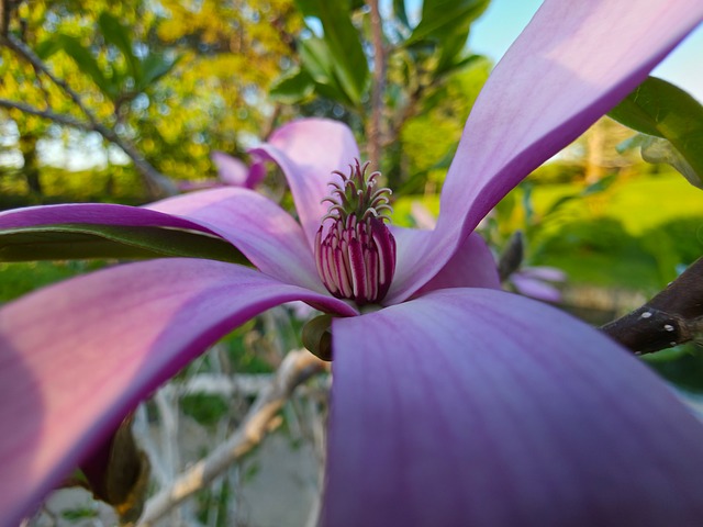 Free Lily Magnolia photo and picture
