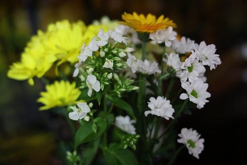 Blomst, Natur, Plante, Flora, Kronblade
