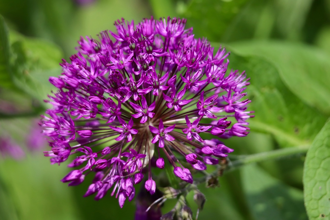 Leek Allium Ball Ornamental Free photo on Pixabay