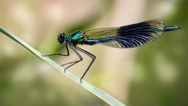Free Banded Demoiselle Damselfly photo and picture