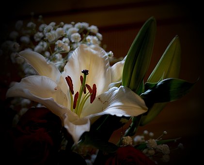 Free Nature Flower photo and picture
