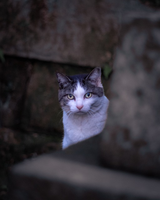 Free Cat Pet photo and picture