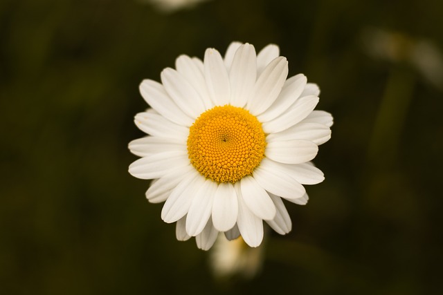 Free Chamomile Camomile photo and picture