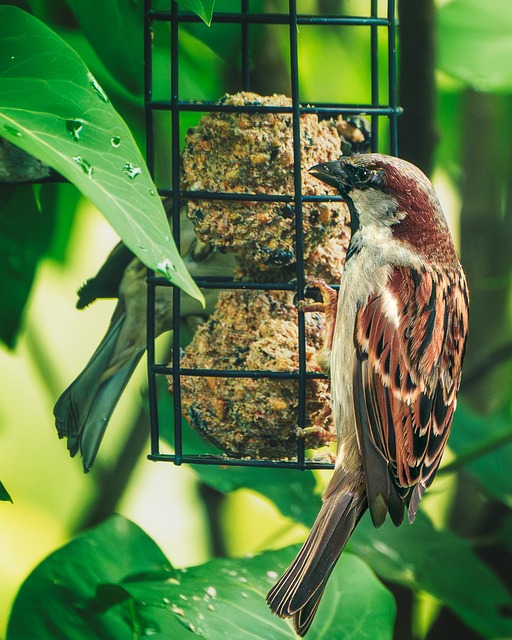 Free Sparrow Bird photo and picture