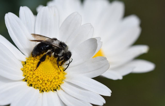 Foxbee Insect Bee Insect Nature - Free photo on Pixabay