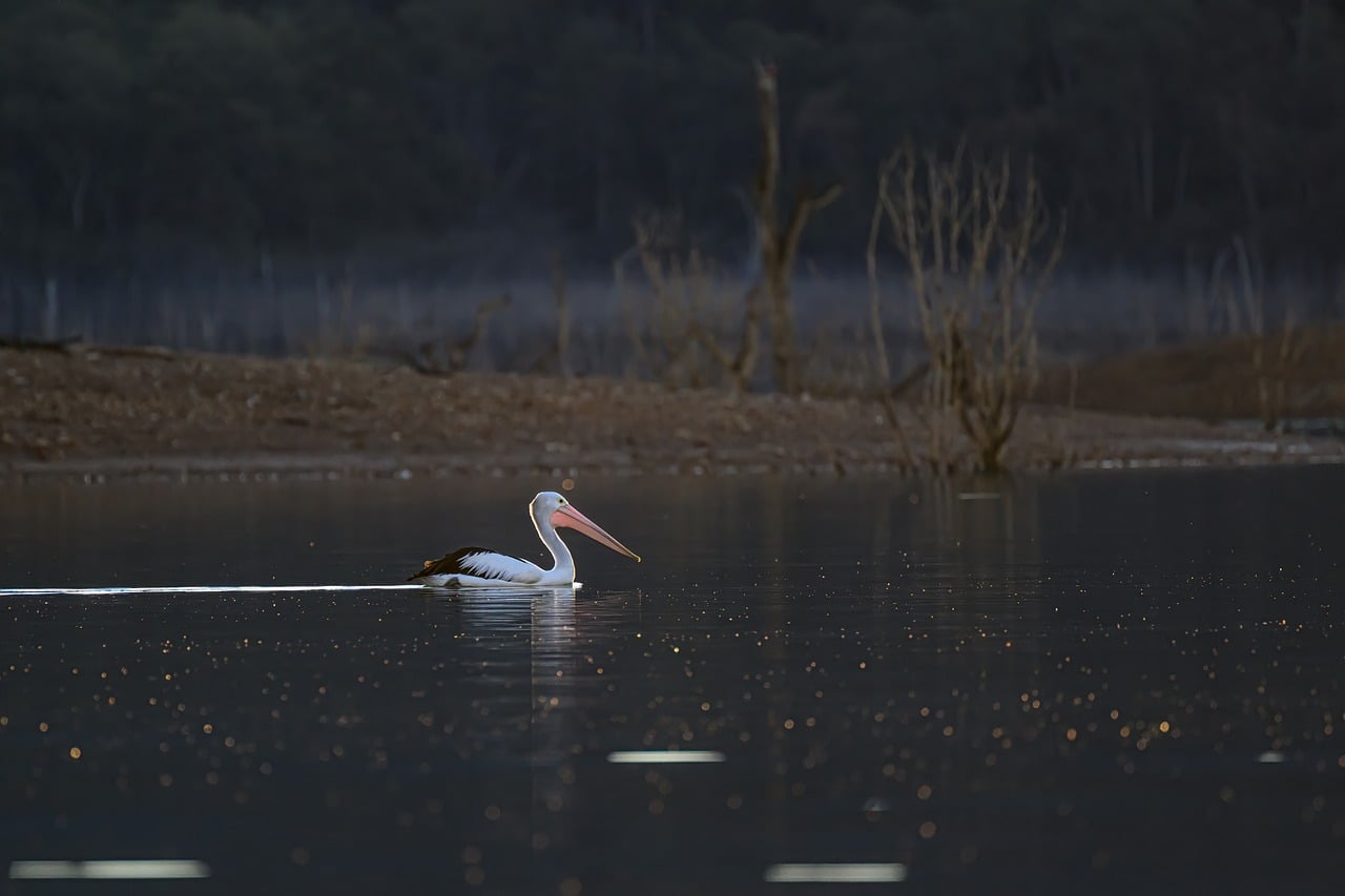 Australian Pelican - free online jigsaw puzzle photo