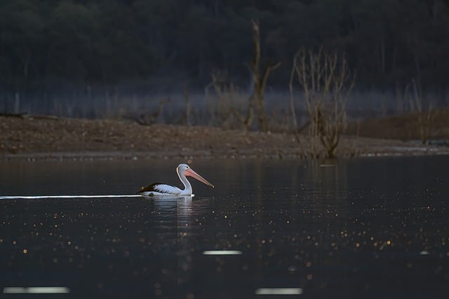 Free Australian Pelican Pelican photo and picture