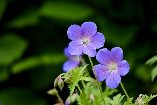 Free Cranesbill Geranium photo and picture