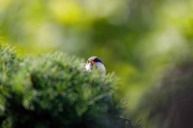 Nature, spring, bird and green — photo by Andhoj