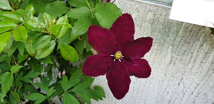 Free Clematis Blossom photo and picture