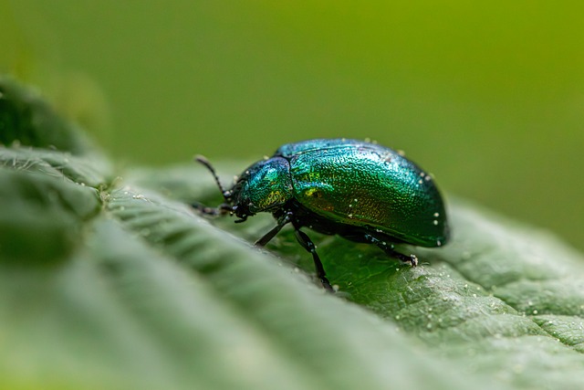 Free Entomology Arthropods photo and picture