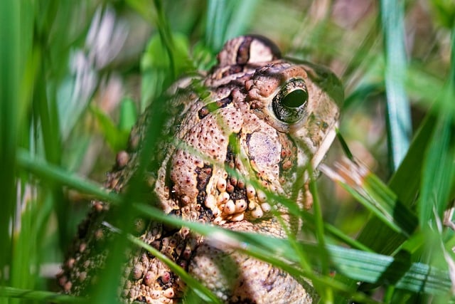 Free American Toad Nature photo and picture