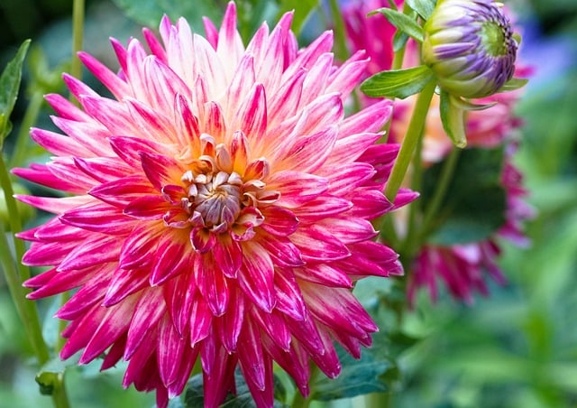 Free Dahlia Flower photo and picture