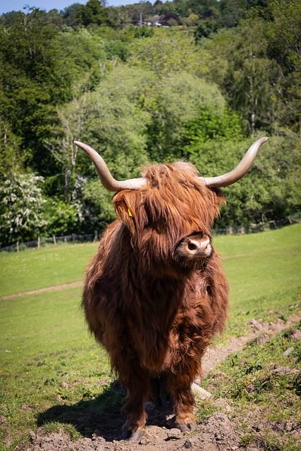 Vacă, Vacă De Munte, Taur, Animal