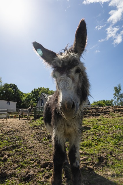 Măgar, Animal, Catâr, Natura, Amuzant