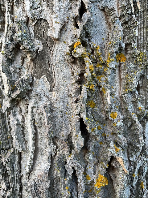 Árvore, Natureza, Madeira, Textura
