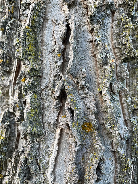 Árvore, Natureza, Madeira, Textura