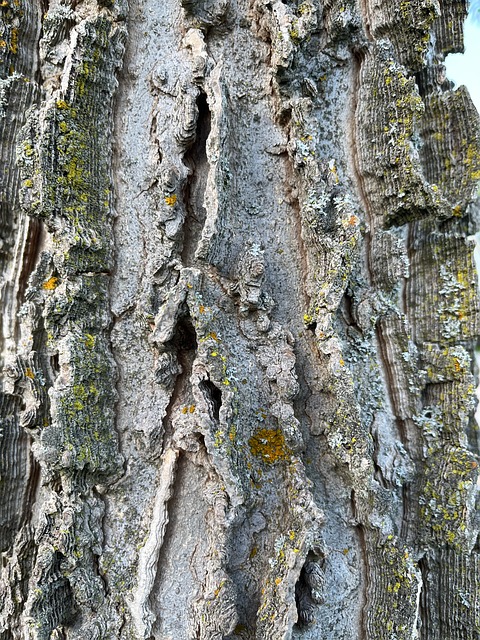 Árvore, Natureza, Madeira, Textura