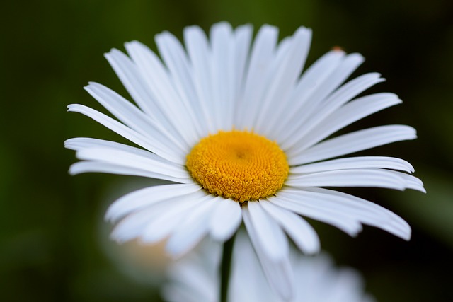 Margarita, Fondo De La Flor