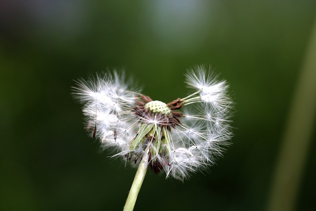 Diente De León, Flor, Espora, Naturaleza