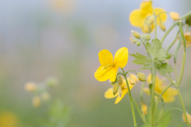 Celidonia, Amarillo, Flor Amarilla