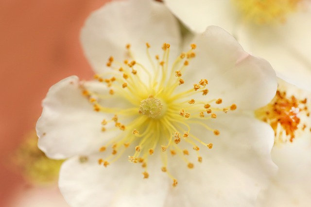 Brezo, Zarza, Naturaleza, Flor, Rosa