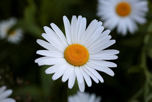 Margarita, Flor, Naturaleza, Verano