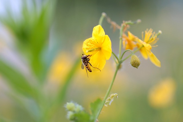 Celidonia, Flor, Amarillo, Insectos