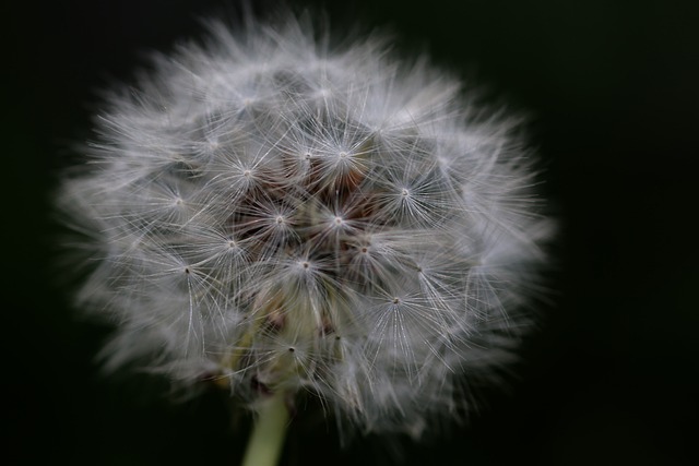 Diente De León, Espora, Naturaleza