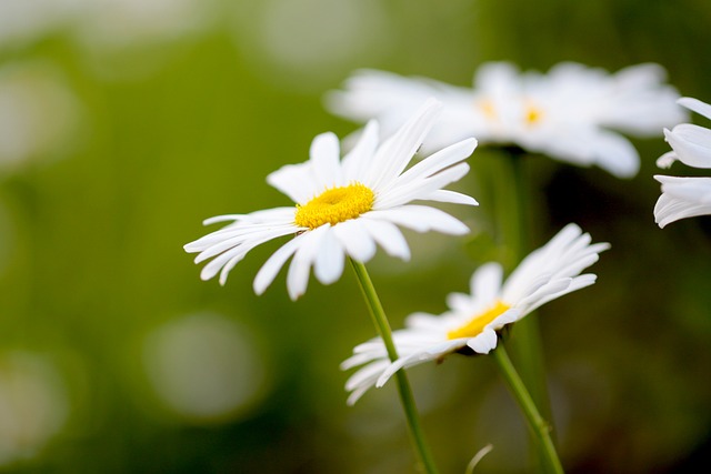 Flor Blanca, Margarita, Naturaleza