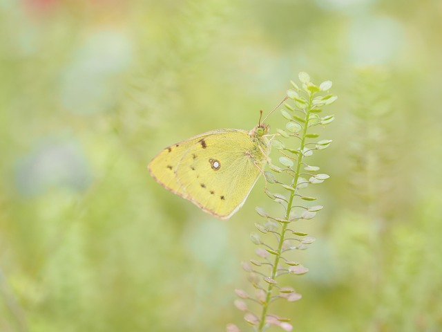 Free Colias Erate Butterfly photo and picture