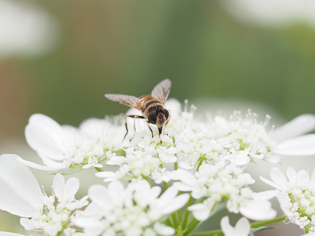 Free Hoverfly Insect photo and picture