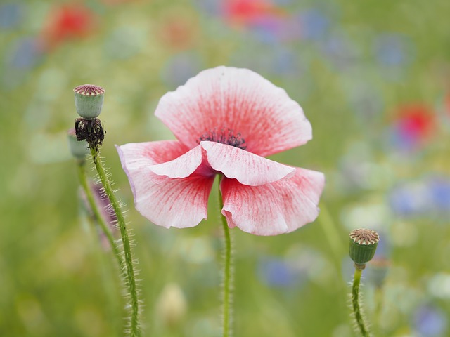Free Poppy Flowers photo and picture