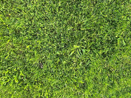 Relva, Verde, Textura