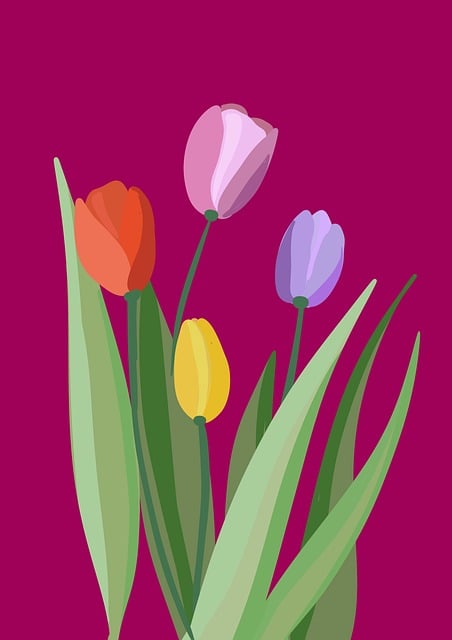 Free Flower Tulips illustration and picture