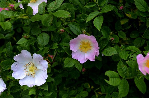 Bloem, Natuur, Lente, Brian, Roze