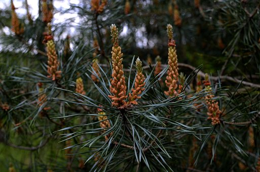 Pine, Meeldraad, Bloem, Naald Blad