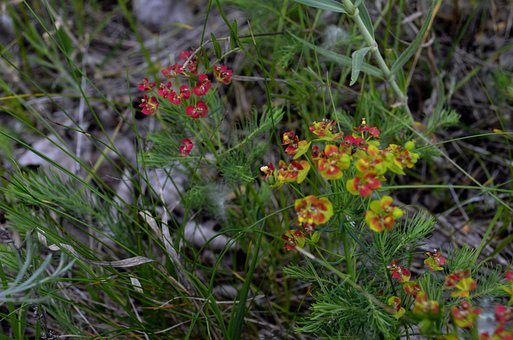 Wolfhondmelk, Plant, Natuur, Lente