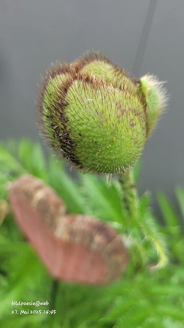 Free Corn Poppy Bud photo and picture
