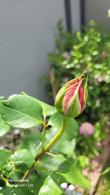 Free Rosebud Spring photo and picture