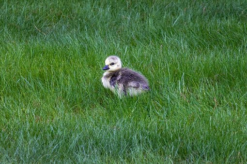 Free Birds Wildlife photo and picture